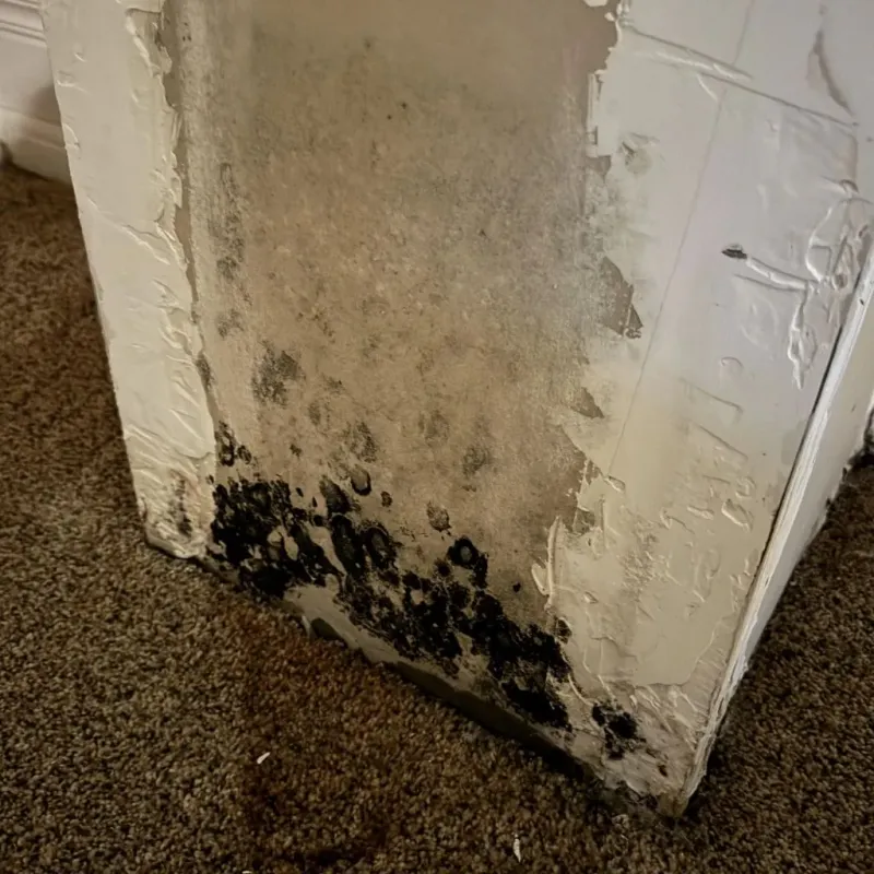 Professional Mold Removal in Alma, NE